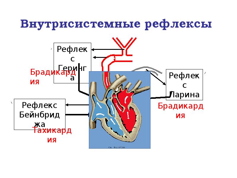 Внутрисистемные рефлексы Внутрисистемные рефлексы