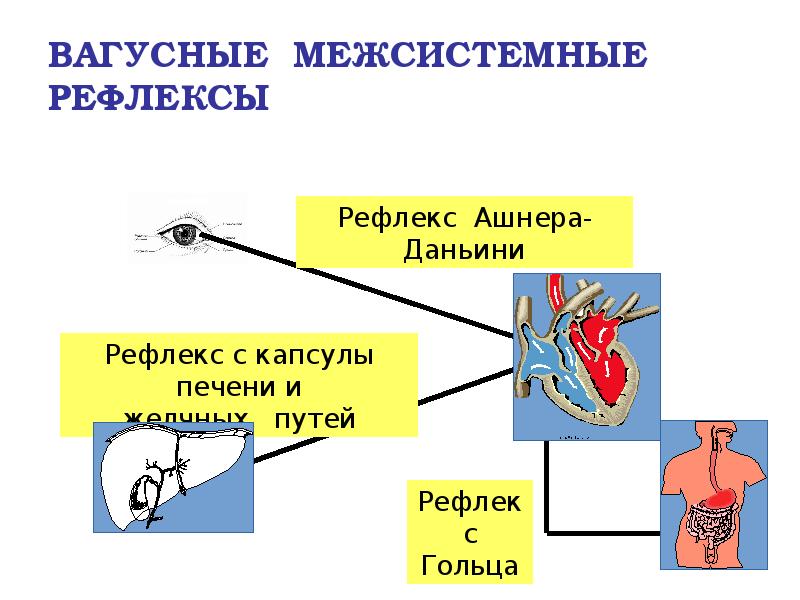 ВАГУСНЫЕ МЕЖСИСТЕМНЫЕ РЕФЛЕКСЫ ВАГУСНЫЕ МЕЖСИСТЕМНЫЕ РЕФЛЕКСЫ