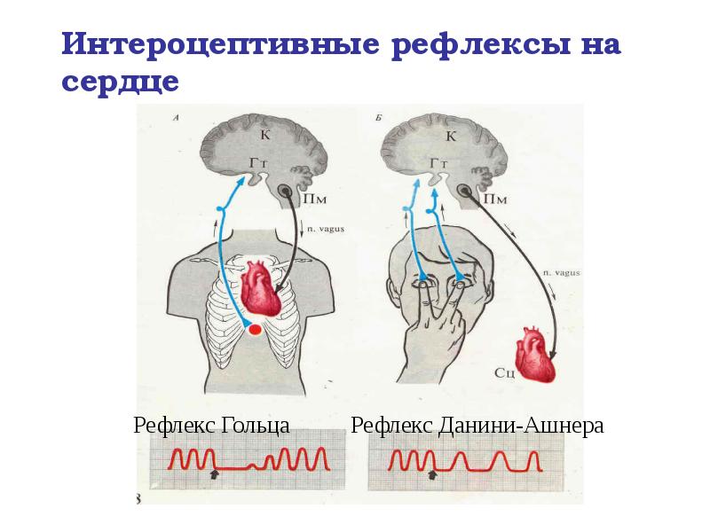 Интероцептивные рефлексы на сердце Интероцептивные рефлексы на сердце