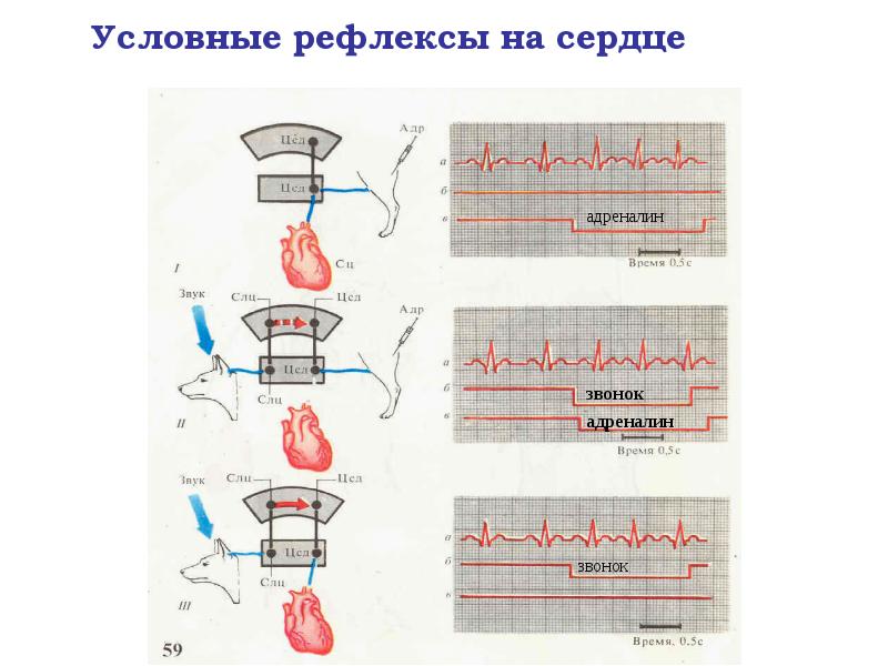 Условные рефлексы на сердце Условные рефлексы на сердце