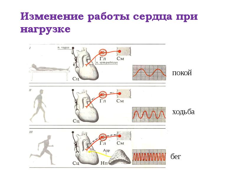 Изменение работы сердца при нагрузке Изменение работы сердца при нагрузке