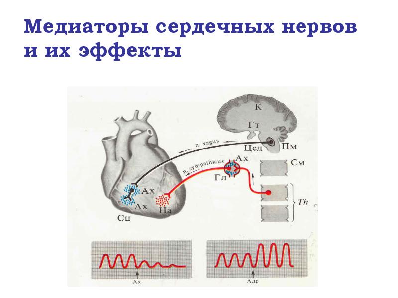 Медиаторы сердечных нервов и их эффекты Медиаторы сердечных нервов и их эффекты