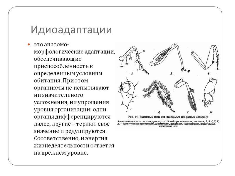 Приведите примеры идиоадаптаций у млекопитающих рассмотрите рисунки 66 и 67