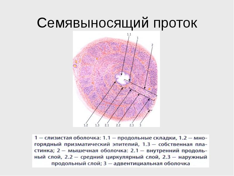 Семявыводящие протоки строение и функции. Семявыносящие протоки. Семявыносящие протоки. Семя выносящие проток анатомия. Семявыносящий проток анатомия части.