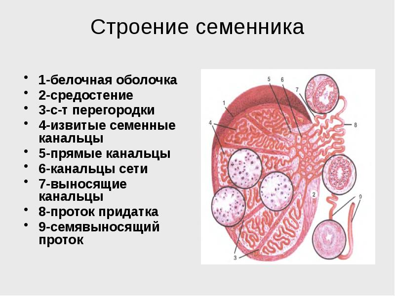 Строение стенки семявыносящего протока