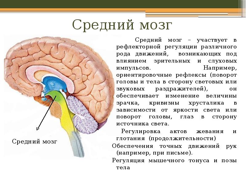 Отдел головного мозга промежуточный мозг функции