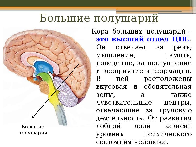 Презентация строение и функции головного мозга 8 класс презентация