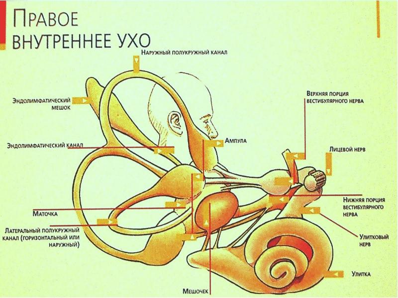 Носовой клапан оториноларингология