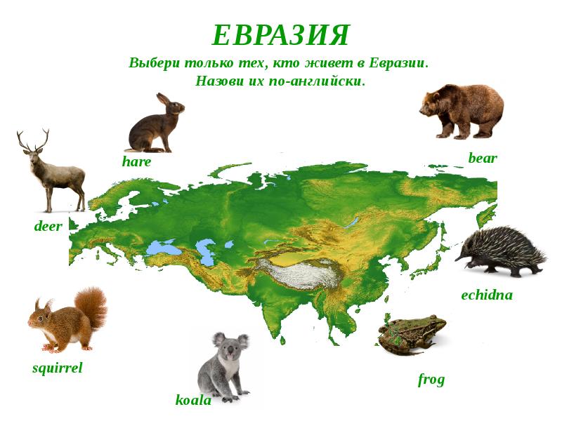 Кто живет в евразии. Животные Евразии для детей. Кто живёт в Евразии. Кто живёт в еварази. Животные которые обитают в Евразии.