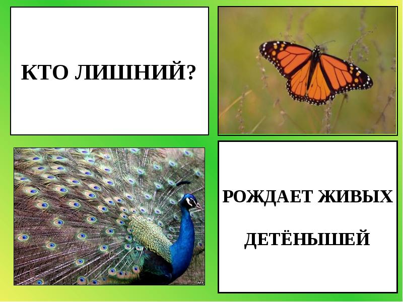 Презентация окружающий мир охрана животных. Кто рождает живых детёнышей. Насекомые рождают детенышей. Рождают детёнышей живыми. Кто из насекомых рождает детенышей.