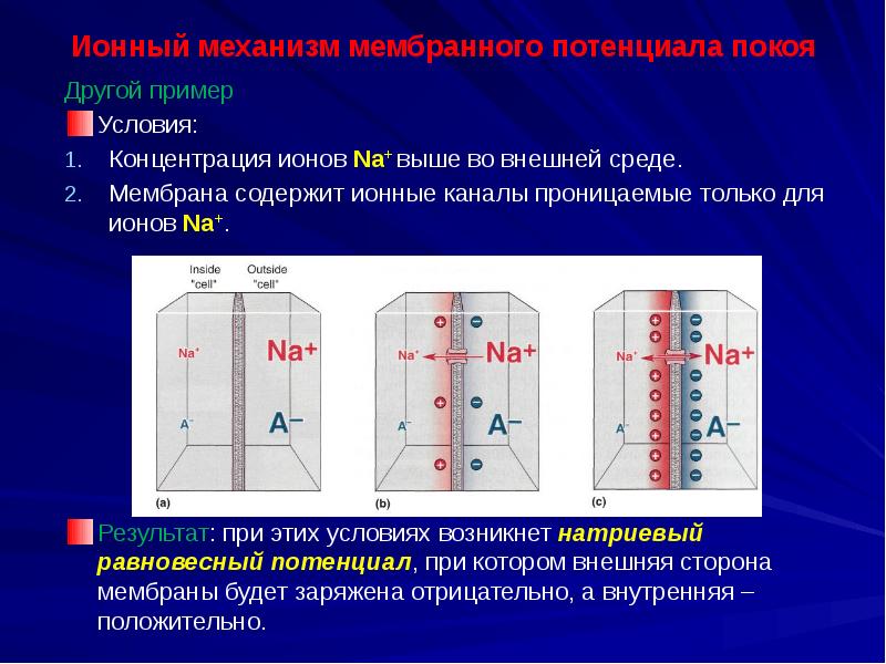 Потенциал механизм. Механизмы возникновения и поддержания потенциала покоя. Механизмы формирования мембранного потенциала покоя. Механизм возникновения мембранного потенциала. Ионные механизмы формирования потенциала покоя.