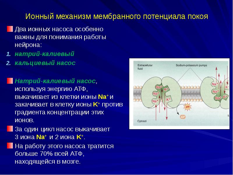 Мембранный потенциал покоя. Ионный механизм формирования мембранного потенциала покоя. Мембранный потенциал покоя (МПП). Натрий калиевый насос потенциал покоя. Потенциал действия натрий калиевый насос.