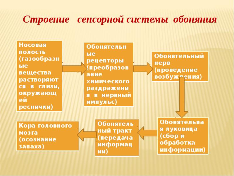 Схема строения обонятельной луковицы. Упрощенная схема сенсорной обонятельной системы. Обонятельная сенсорная система. Сенсорная система обоняния. Структура обонятельной сенсорной системы.