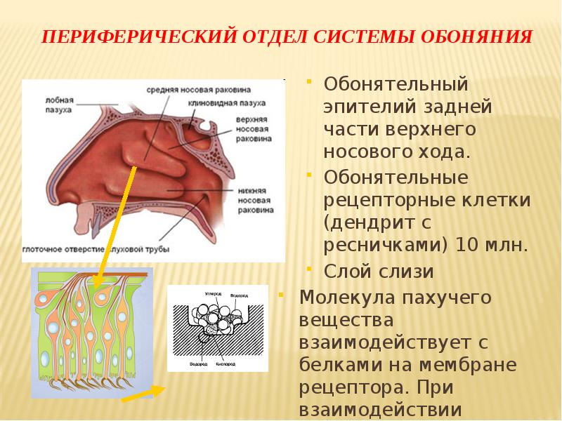 Вкусовой и обонятельный анализаторы боль 8 класс презентация пасечник