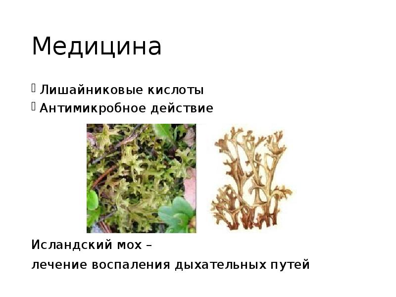 Заселение мхов и кустистых лишайников. Кустистый лишайник Cetraria islandica. Исландский мох. Лишайниковые кислоты. Лишайники презентация.