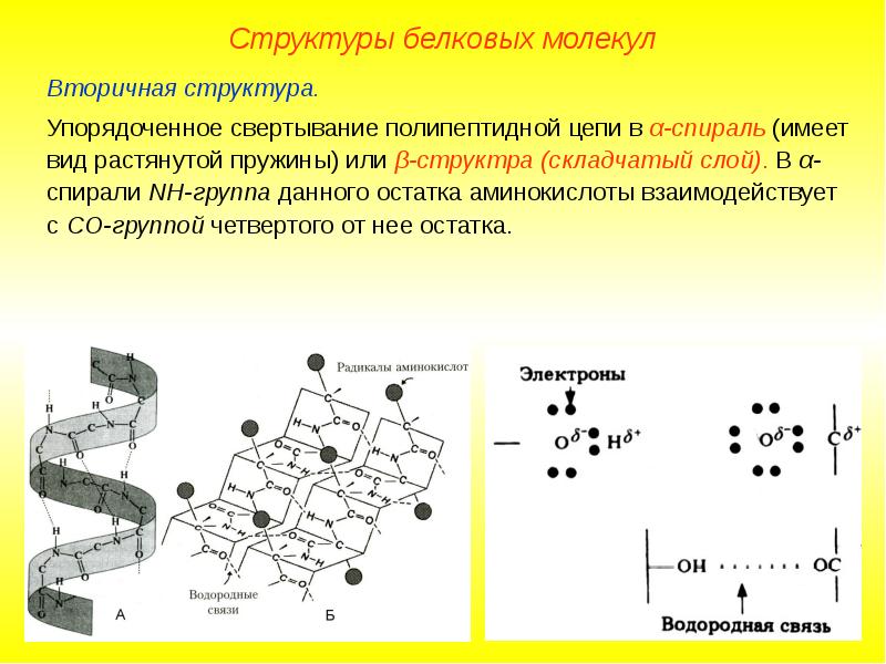 Информация о структуре белковых молекул. Схема первичной и вторичной структуры белка. Информация о структуре белковых молекул. Структура молекулы белка. Информация о структуре белковых молекул.
