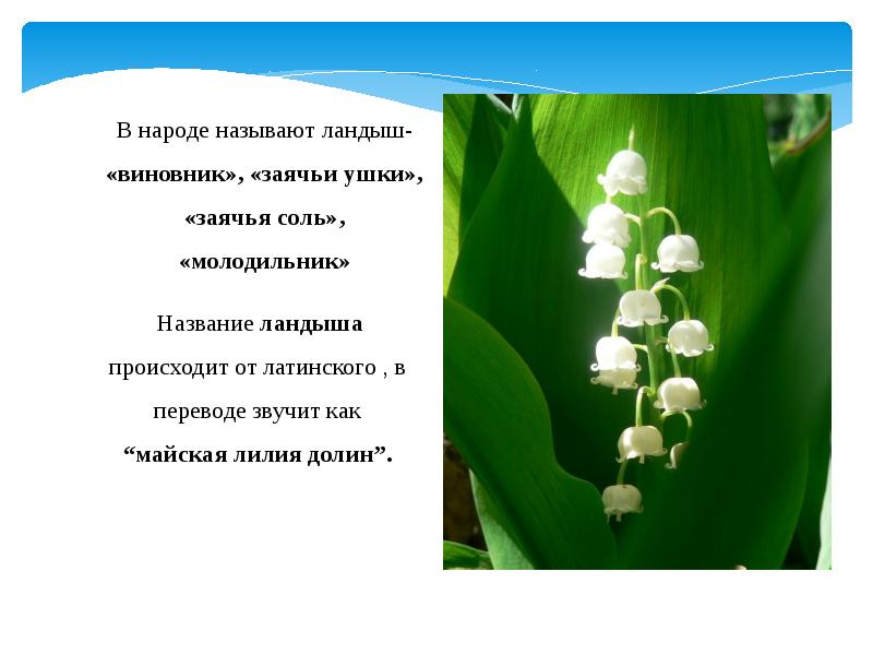 Описание ландыша. Сведения о ландыше. Систематика ландыша. Ландыш презентация. Интересные факты о ландыше.