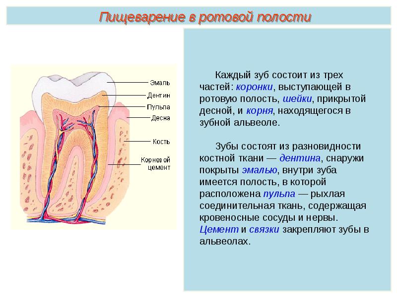 Корень пименов презентация