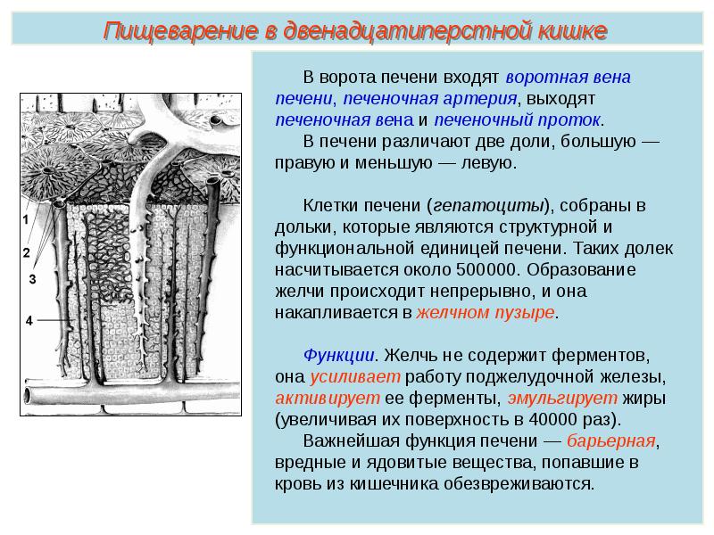 Пименов корень презентация. Гидаторы строение и функции. Лиуоеслин строение и функция. Дентибласты функции и строение.