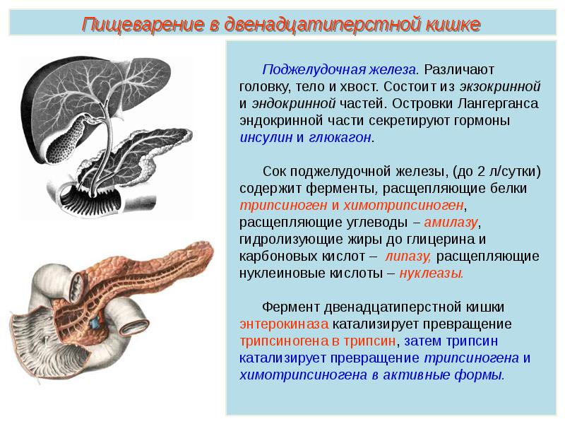 Пименов эндокринная система презентация