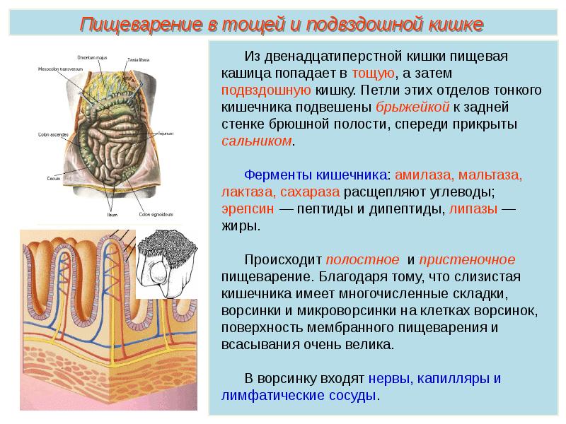 Анализаторы презентация пименова