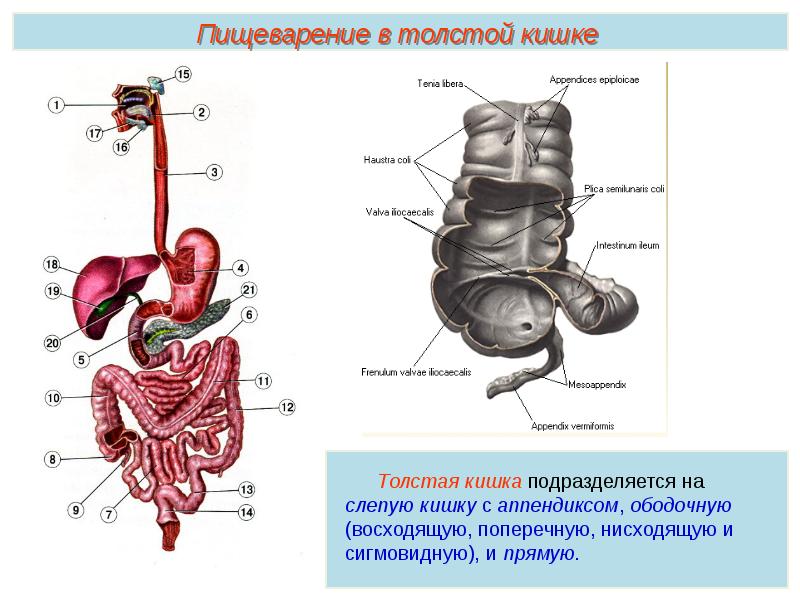 Кишечник человека строение с описанием и схемами и функции