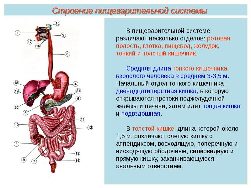 Органы с разными функциями но общим планом строения