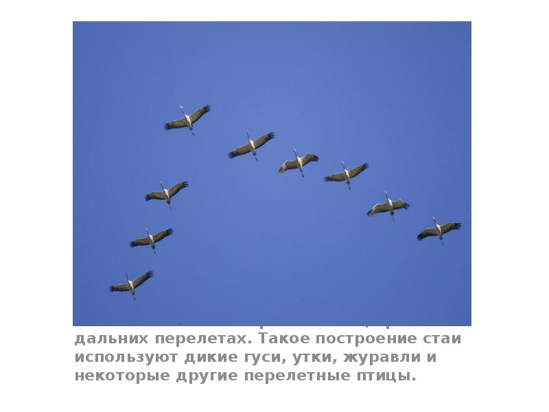 1. Птичий клин- построение птиц при дальних перелетах. Такое построение стаи 1. Птичий клин- построение птиц при дальних перелетах. Такое построение стаи