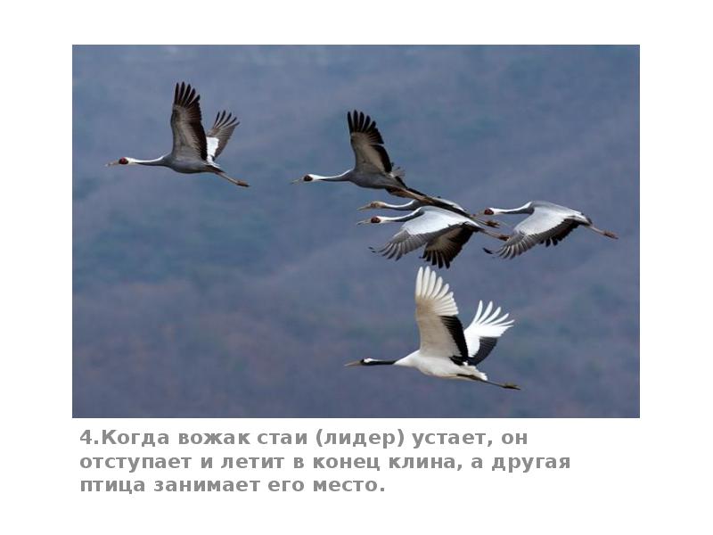 4.Когда вожак стаи (лидер) устает, он отступает и летит в конец 4.Когда вожак стаи (лидер) устает, он отступает и летит в конец