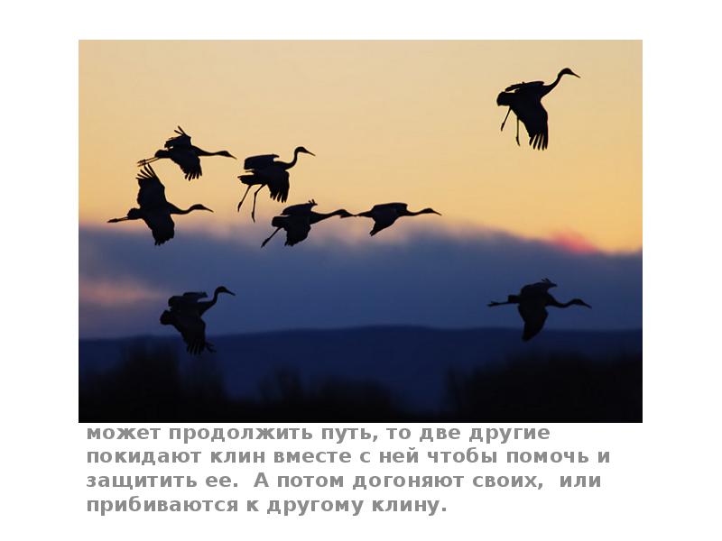 5. Если одна птица по какой то причине не может продолжить 5. Если одна птица по какой то причине не может продолжить