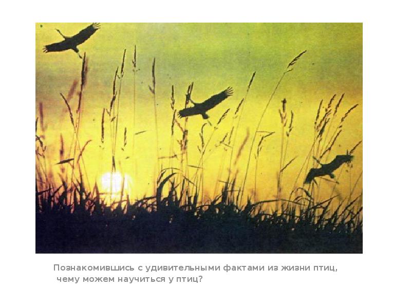 Познакомившись с удивительными фактами из жизни птиц,
Познакомившись с удивительными фактами из жизни птиц,