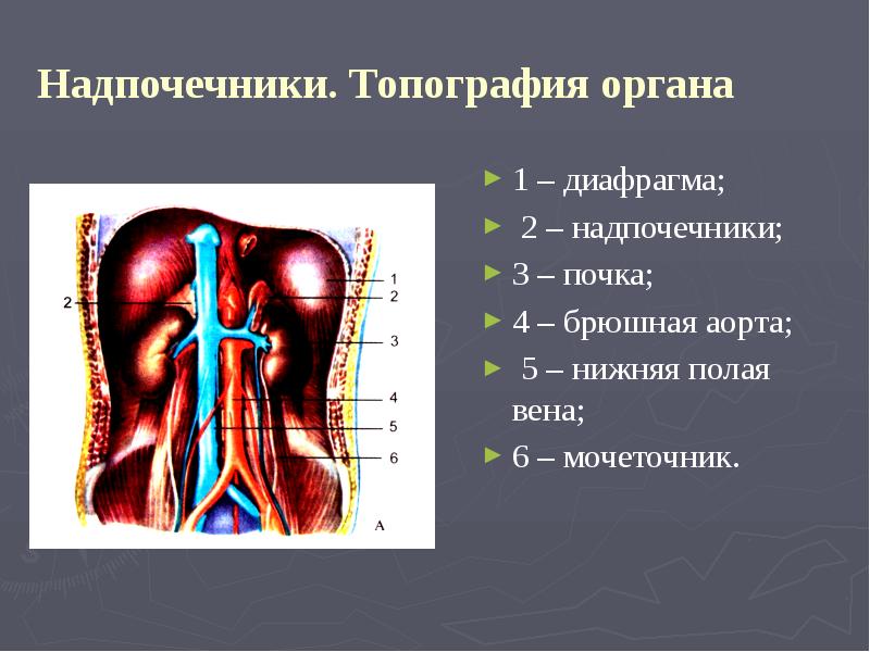 1 нижняя полая вена. Топография надпочечников. Топография брюшной аорты. Нижняя полая Вена топография. Топография брюшной аорты и нижней полой вены.