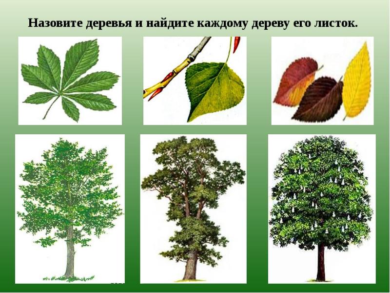 Презентация деревья старшая группа