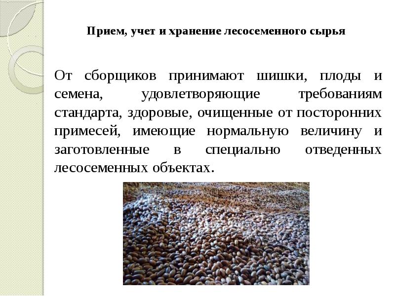 Сбор лесных семян. Заготовка лесосеменного сырья. Сбор лесных семян. Сбор лесосеменное сырье. Приспособления для сбора сосновых шишек.