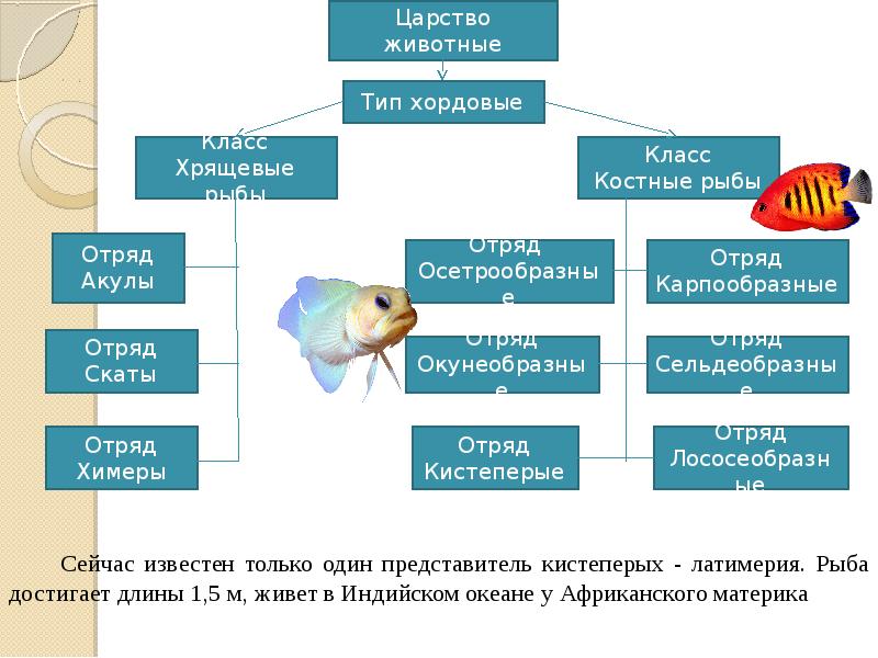 Классификация рыб класс