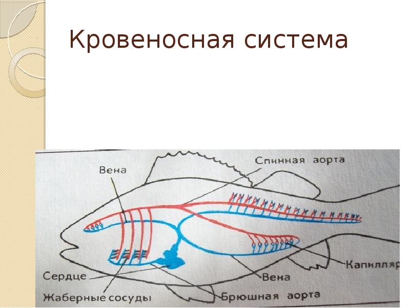 Схема кровообращения позвоночных животных