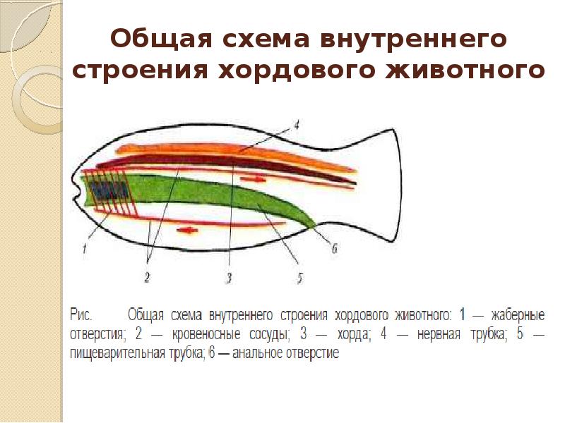 Общая характеристика бесчерепных 7 класс биология. Схема внутреннего строения хордовых. Общая схема внутреннего строения хордового животного 7 класс. Тип Хордовые строение. Схема строения хордовых животных.