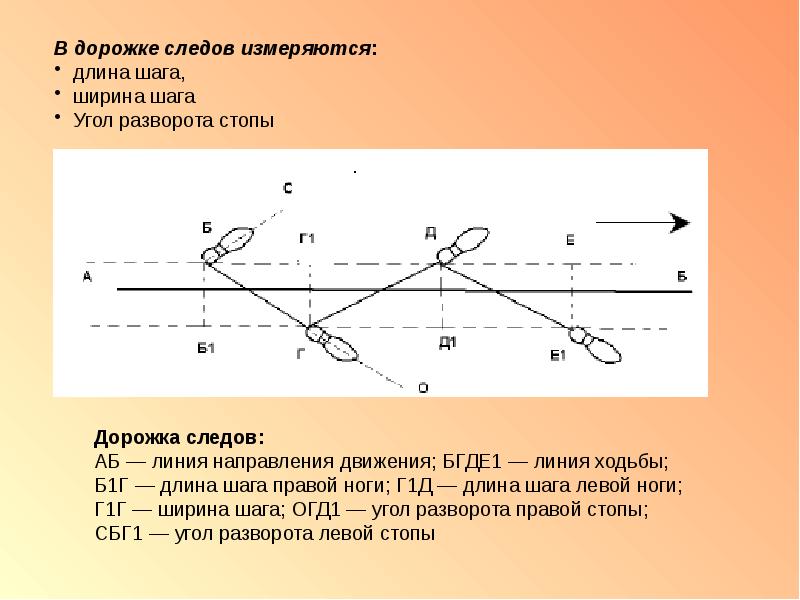 Криминалистика схема дорожки следов обуви