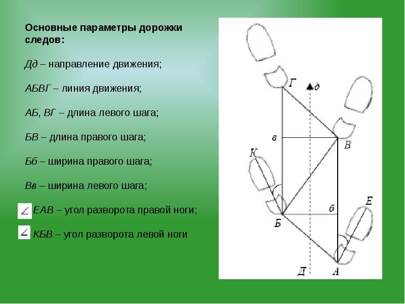 Дорожка следов в криминалистике