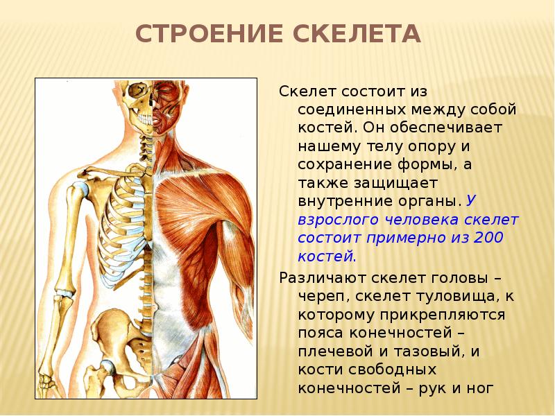 Скелет органов фото с описанием с