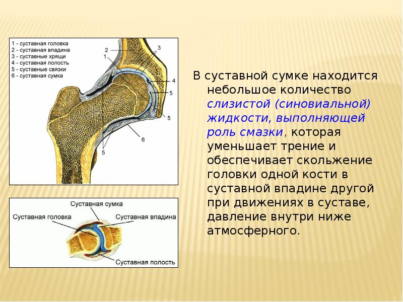 Синовиальная жидкость в суставной сумке содержит