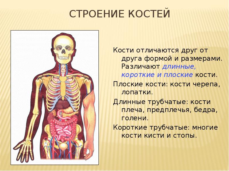 Презентация на тему скелет