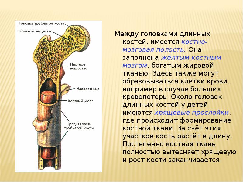 Скелет строение состав и соединение костей 8 класс презентация