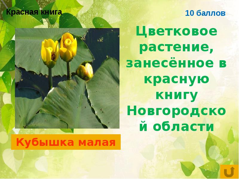 10 растений. Растения Новгородской области занесенные в красную книгу. Красная книга Новгородской области. Растения красной книги Новгородской области. Красная книга Новгородской области животные и растения.