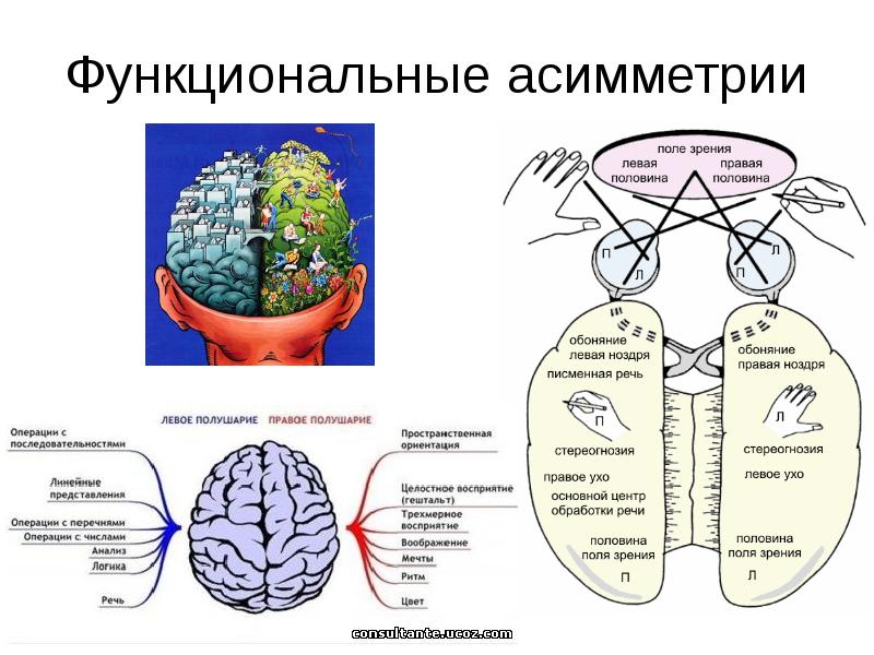 Межполушарная асимметрия картинки