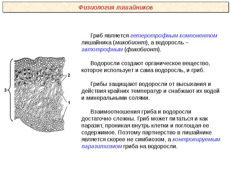 Пименов презентация грибы