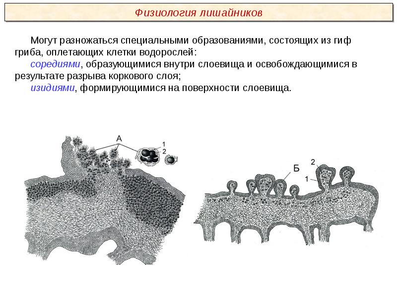 Пименов презентация грибы