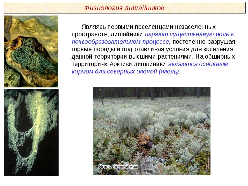 Какая схема соответствует данному предложению на далеком марсе есть лишайники и мхи