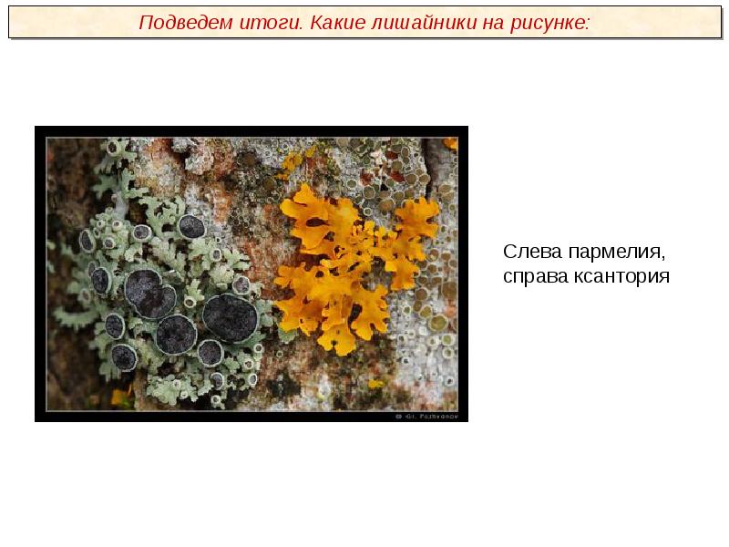 Пармелия и ксантория. Ксантория лишайник рисунок. Ксантория строение. Лишайник ксантория настенная строение.