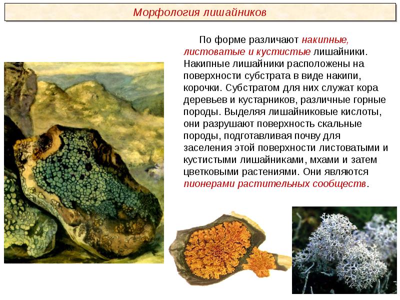 Пименов презентация грибы